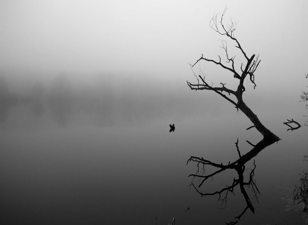 Photograph by Дарья Малашинская