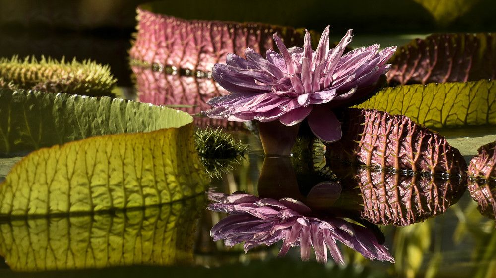 Photograph by Елена Шульженко