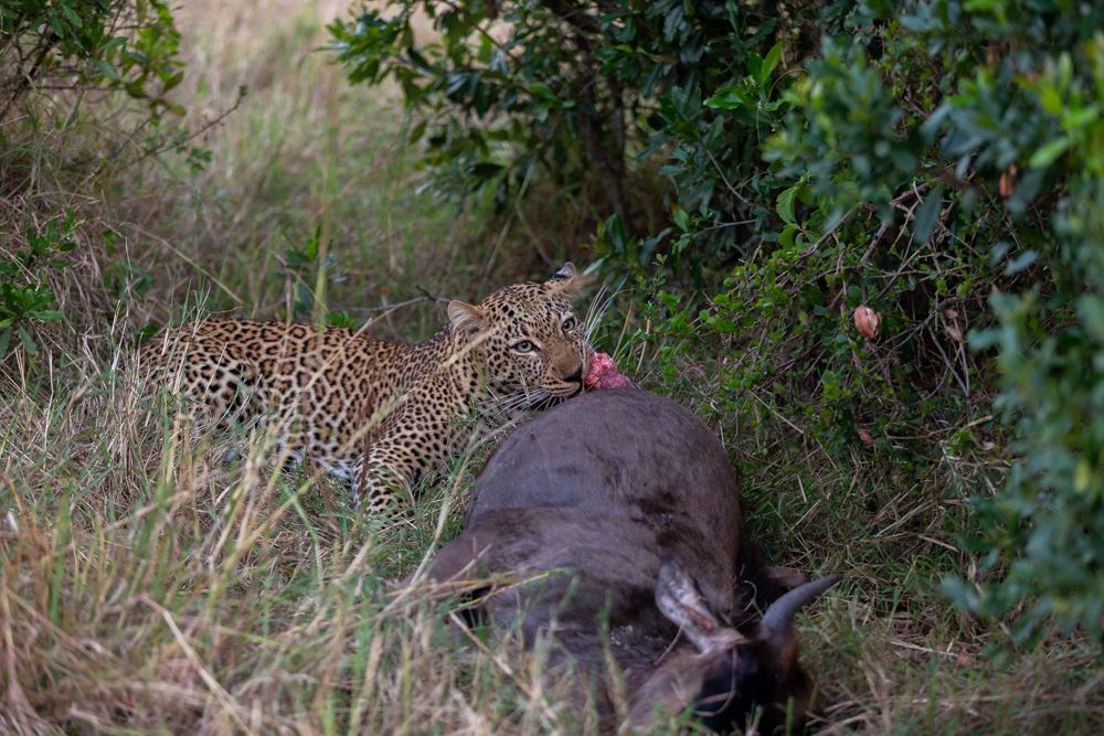 African Leopard enjoying evening snacks
