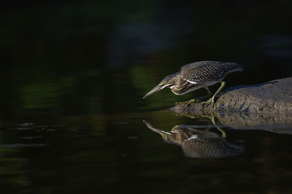 Photograph by SI SABER LOTFI