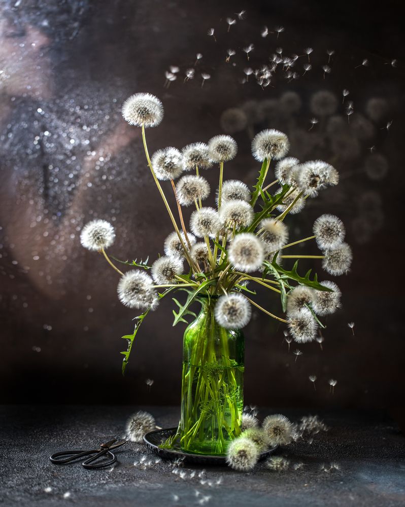 одуванчики