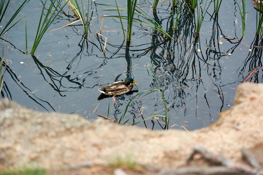 Photograph by Екатерина Володина
