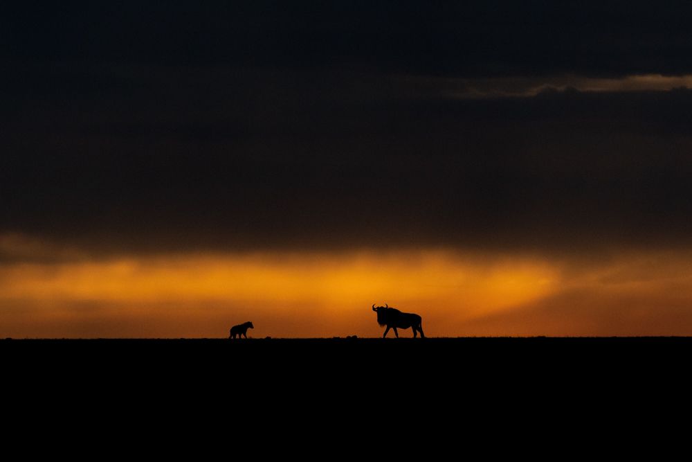 Encounter of Prey and Predator in the twilight!