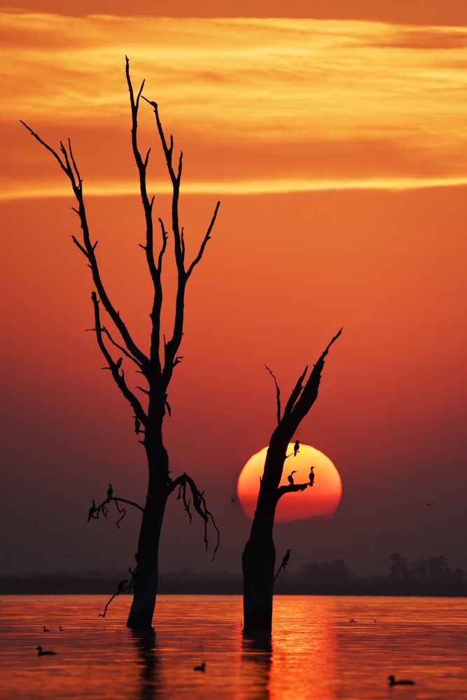 Sunset over dead trees