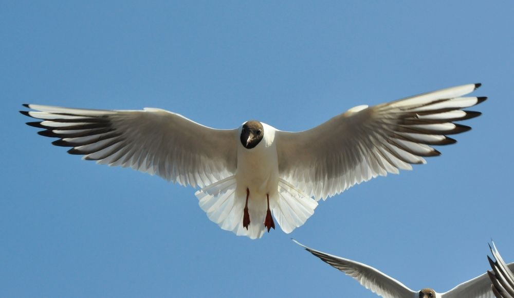 Чайка парит
