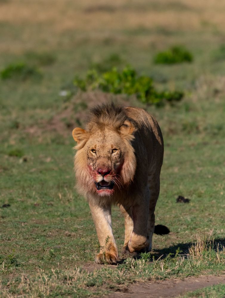 Royal walk by the King!
