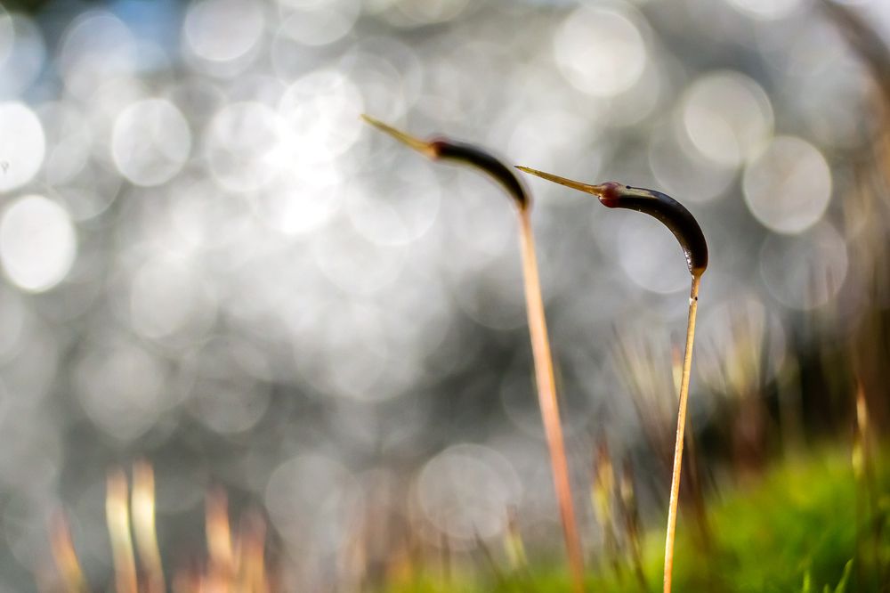 Photograph by Alexey Korolyov