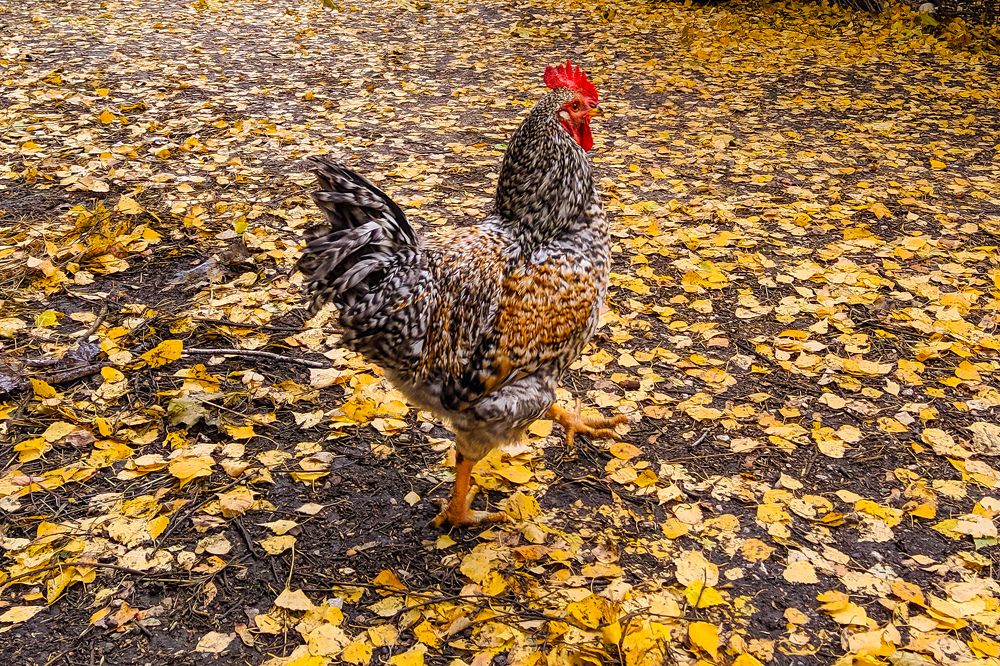 Photograph by Светлана Кондрашова