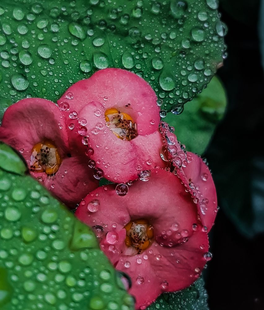 Photograph by Toni Alfianto