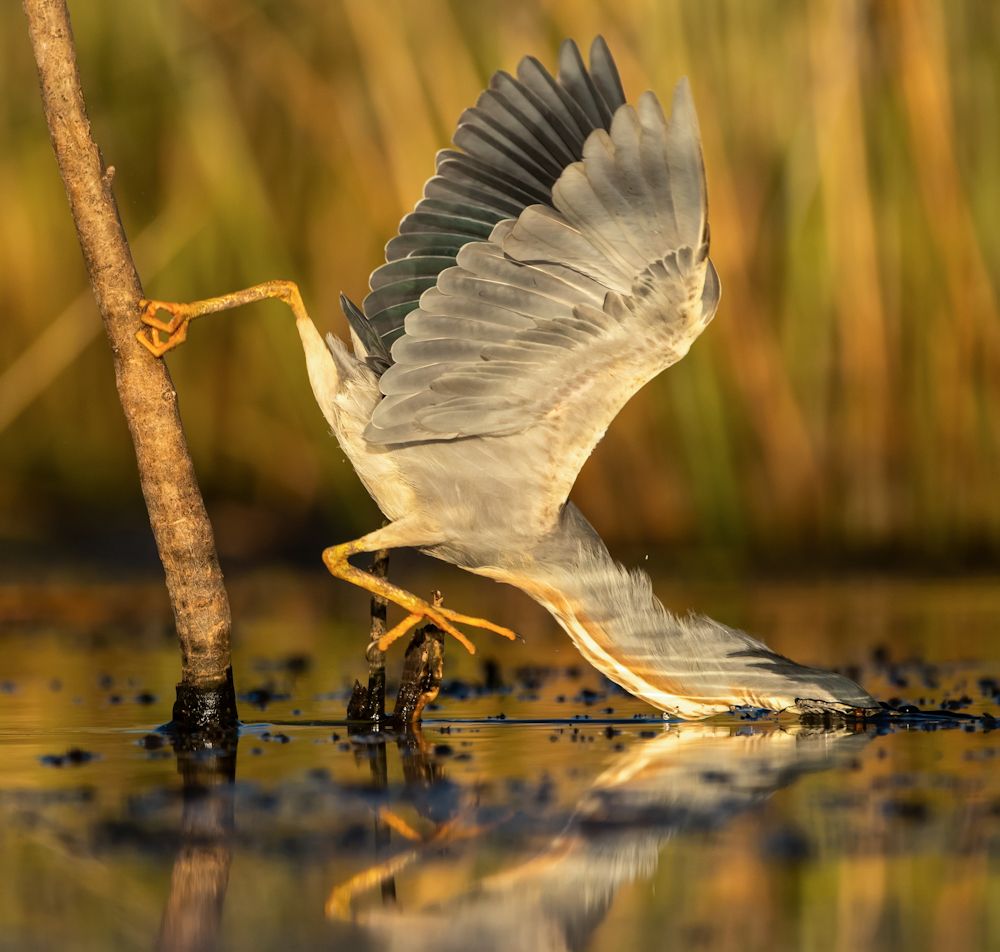 Momento de la captura