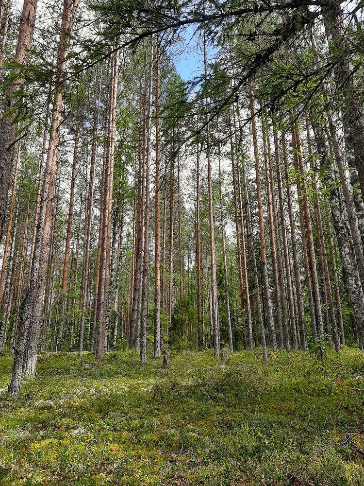 Photograph by Алина Голубева