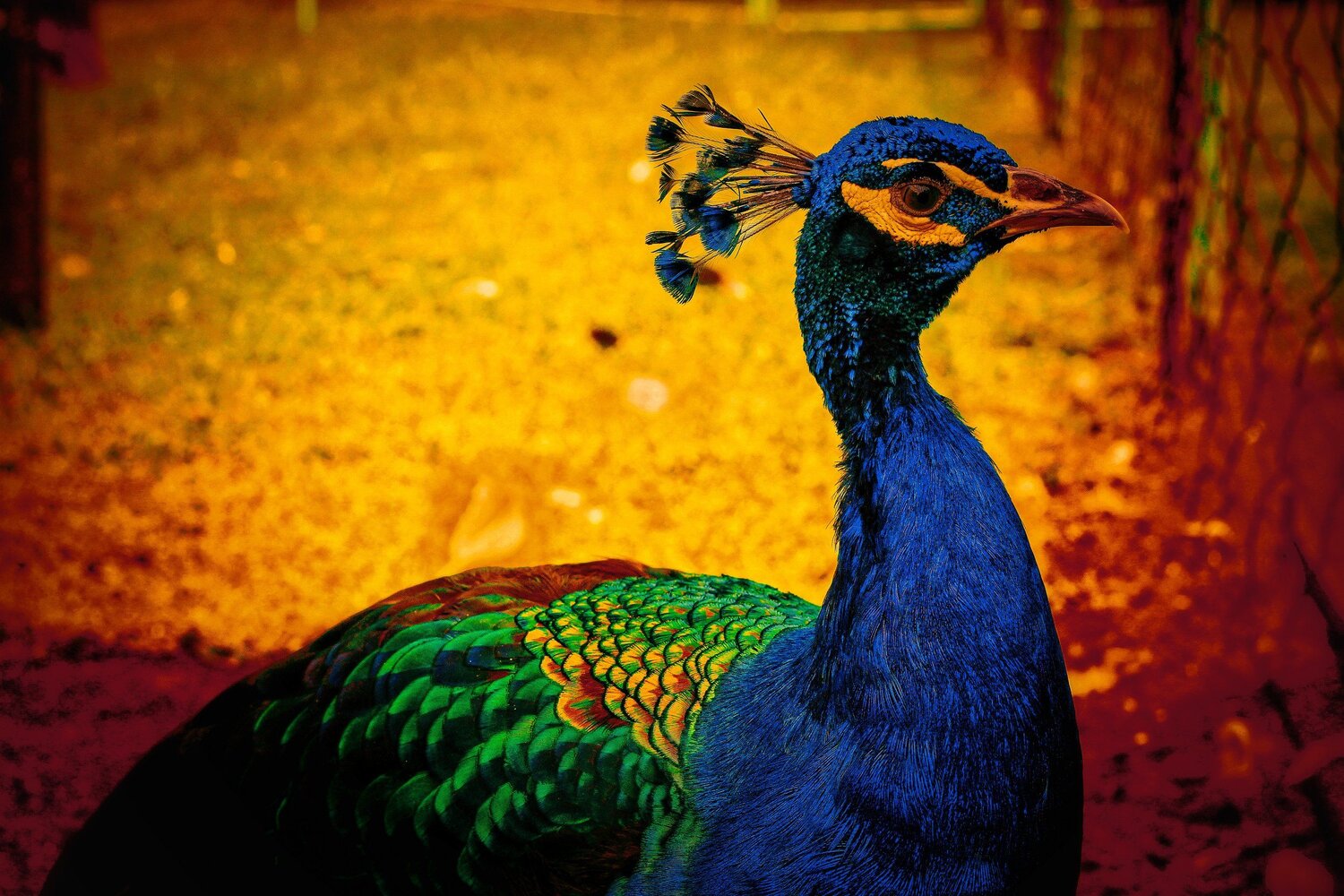 Beauty of a Peacock