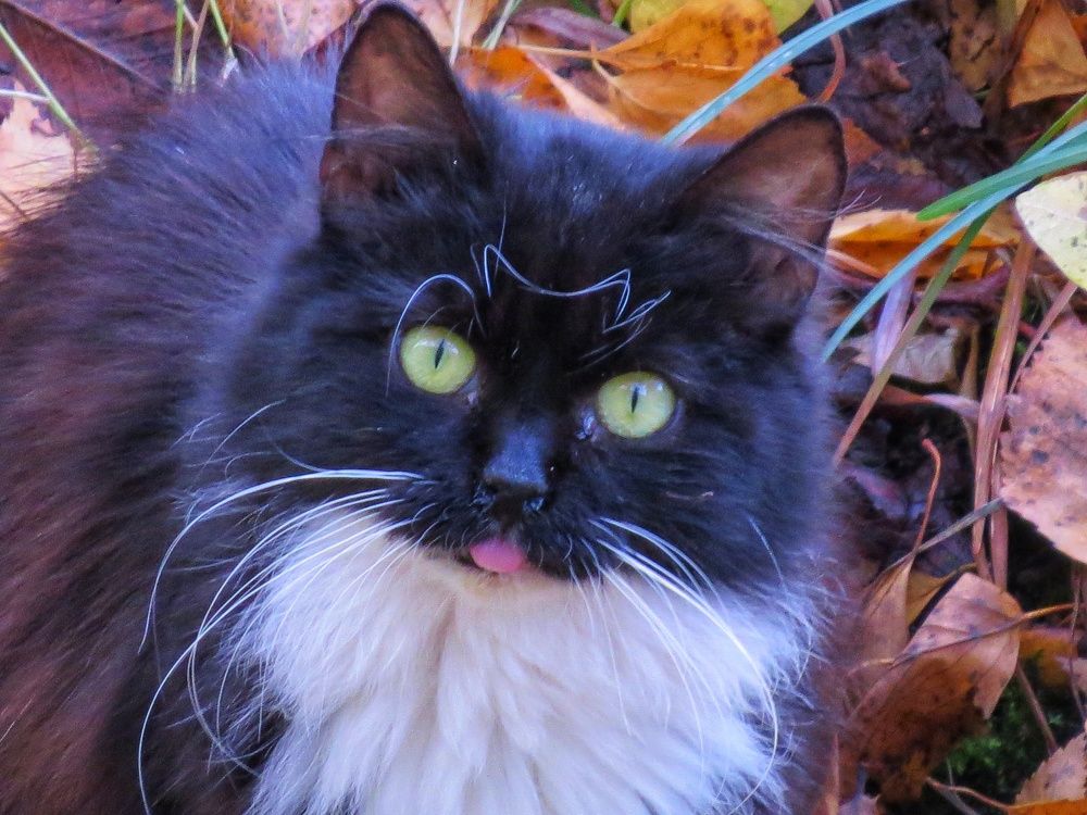 Фотография автора Марина Алексеевская