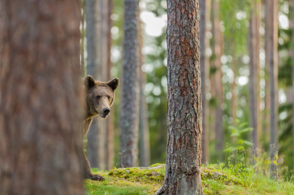 Photograph by Ruzdi Ekenheim