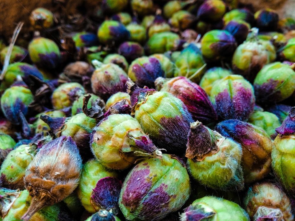 Photograph by Edwin Mijares