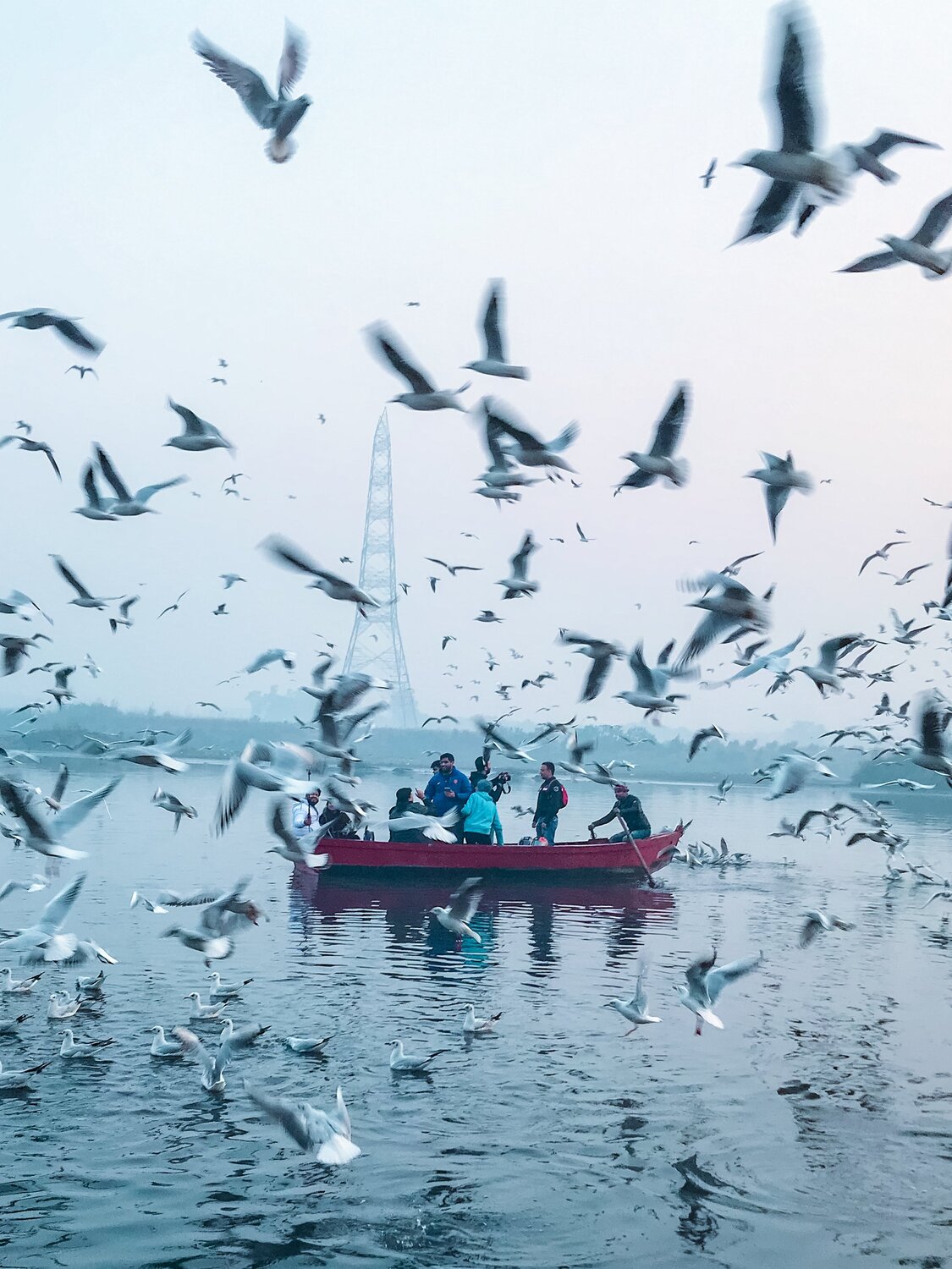 seagulls