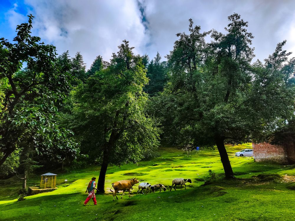 Life in Himalayas