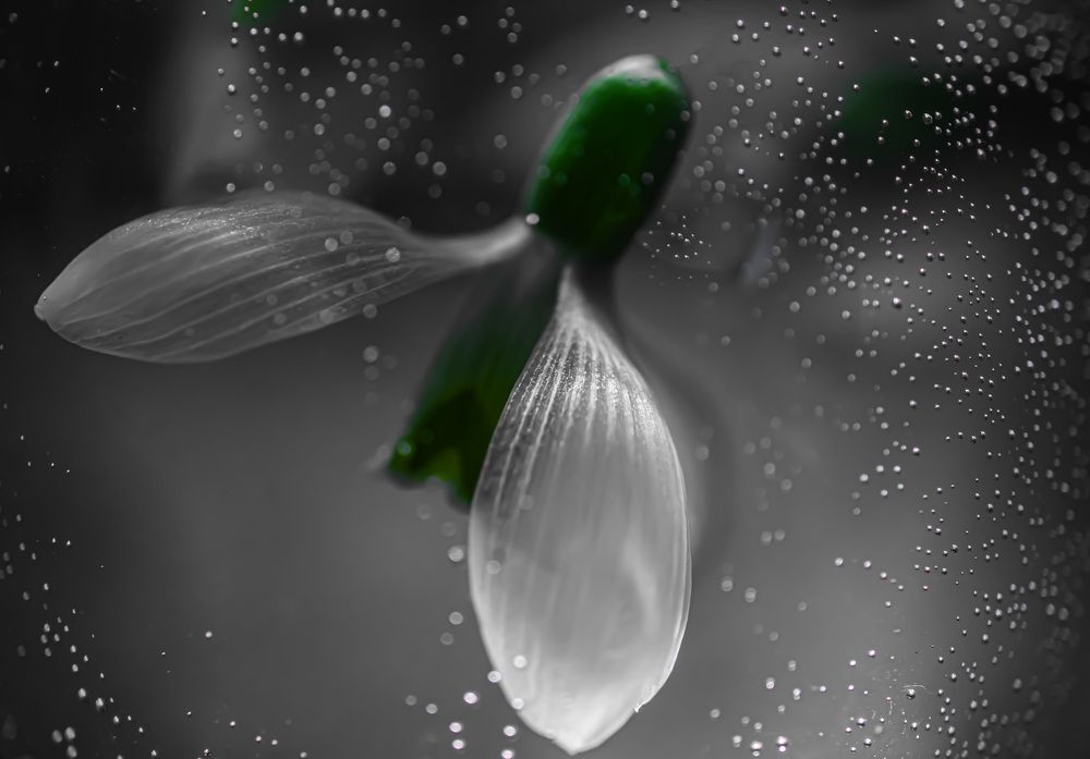 Подснежник Подводник