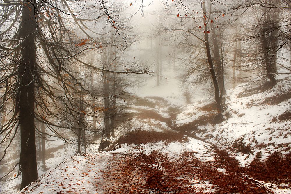 Snow forest