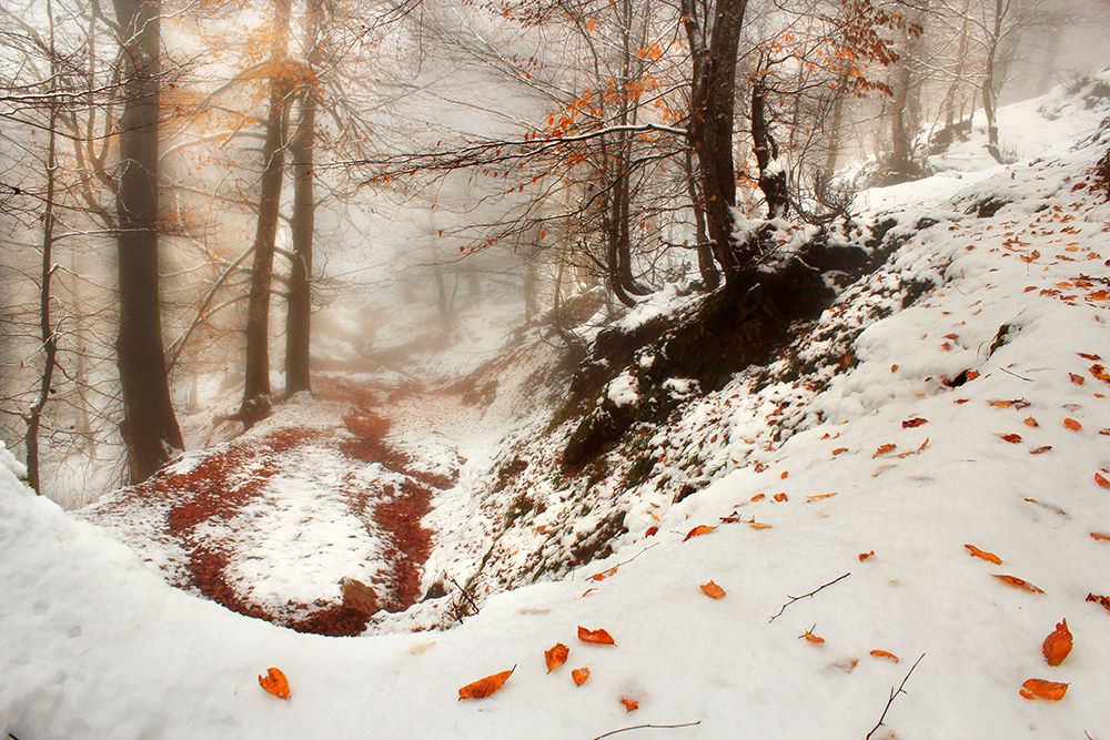 Whiter autumn