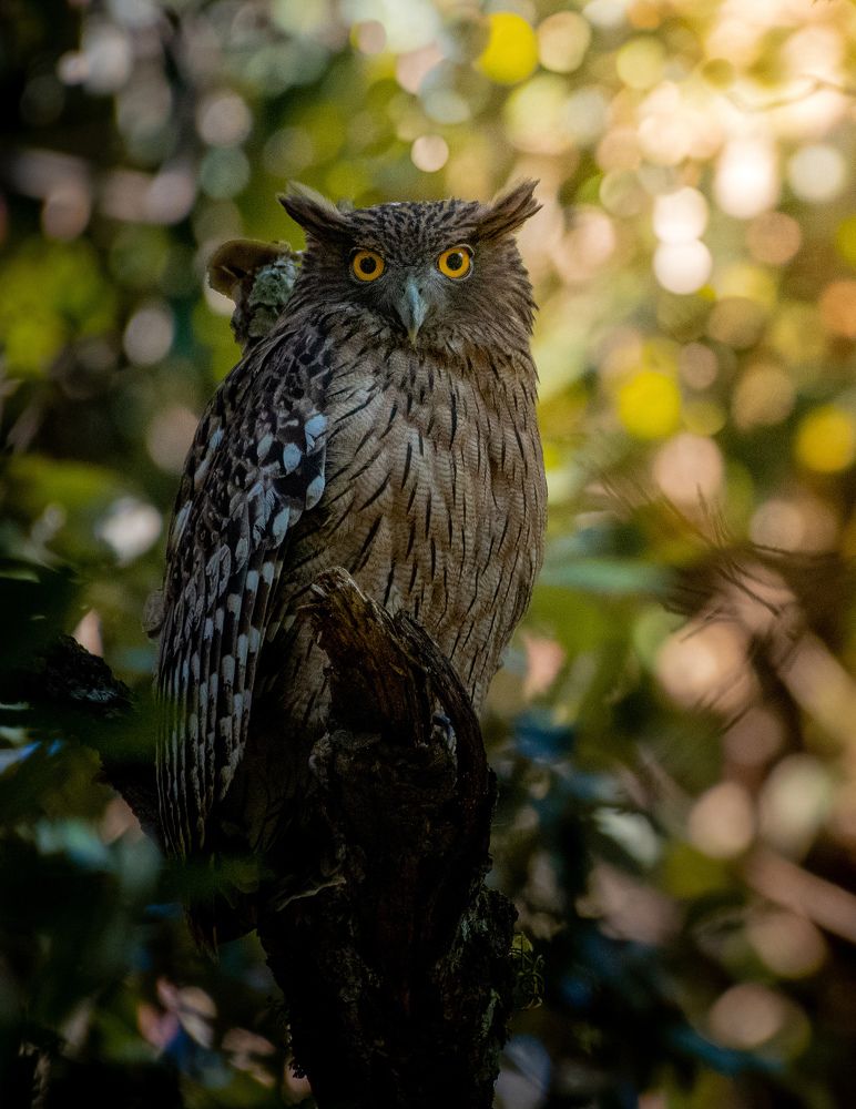 Photograph by Ravi yadav