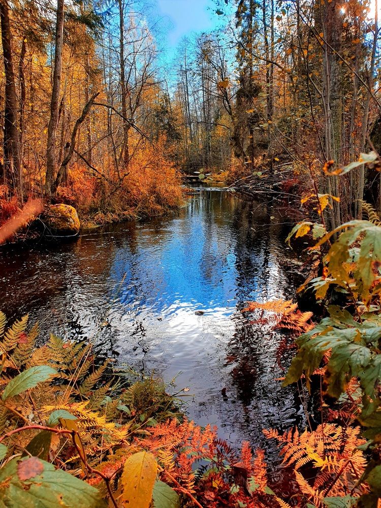 Лесная река.