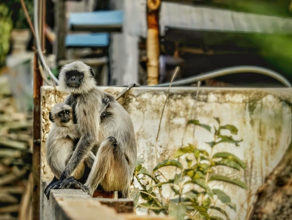 Photograph by DEBYENDU DAS