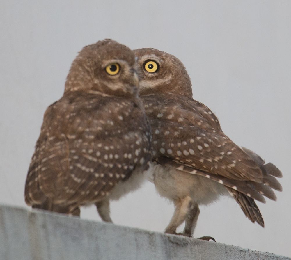 Photograph by Nahyan Nihal