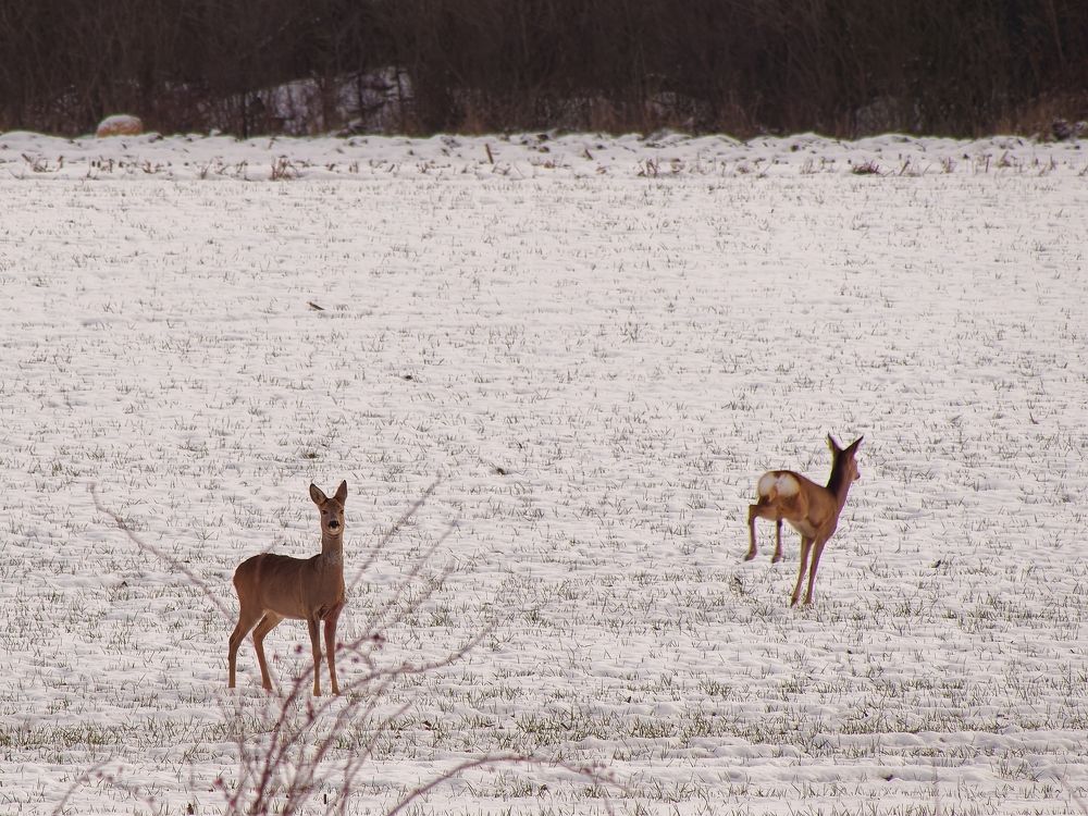 Photograph by Vintila Radu