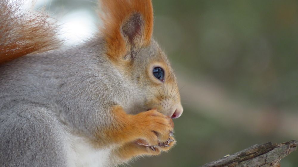 Фотография автора Роман Заруднев
