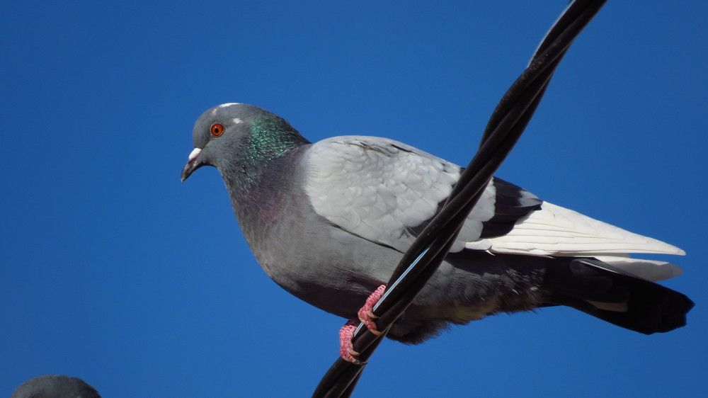Фотография автора Роман Заруднев