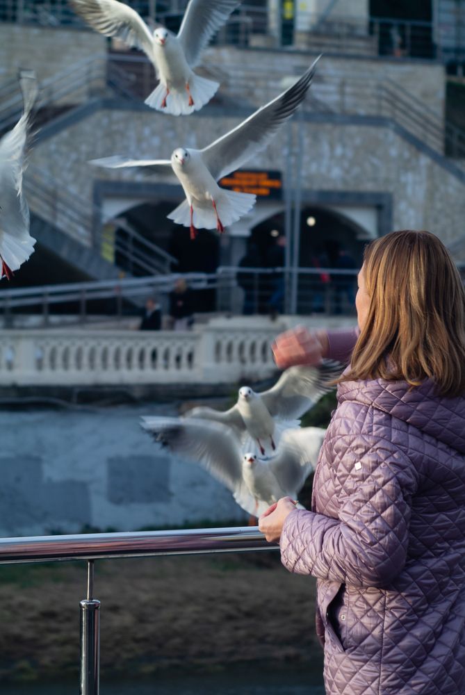 Чайки будут сыты
