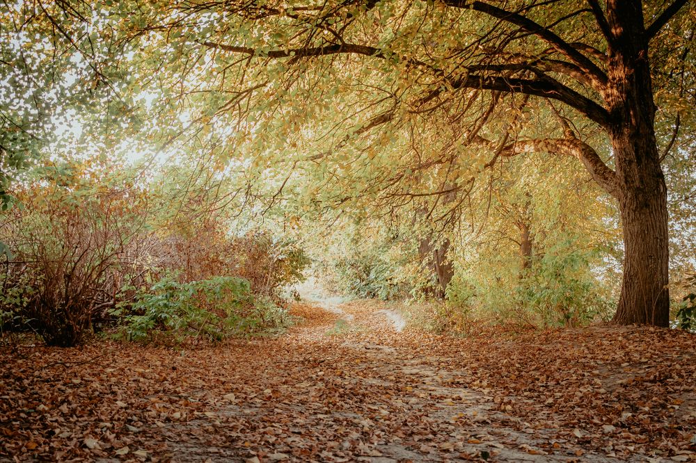 Photograph by Людмила Казак