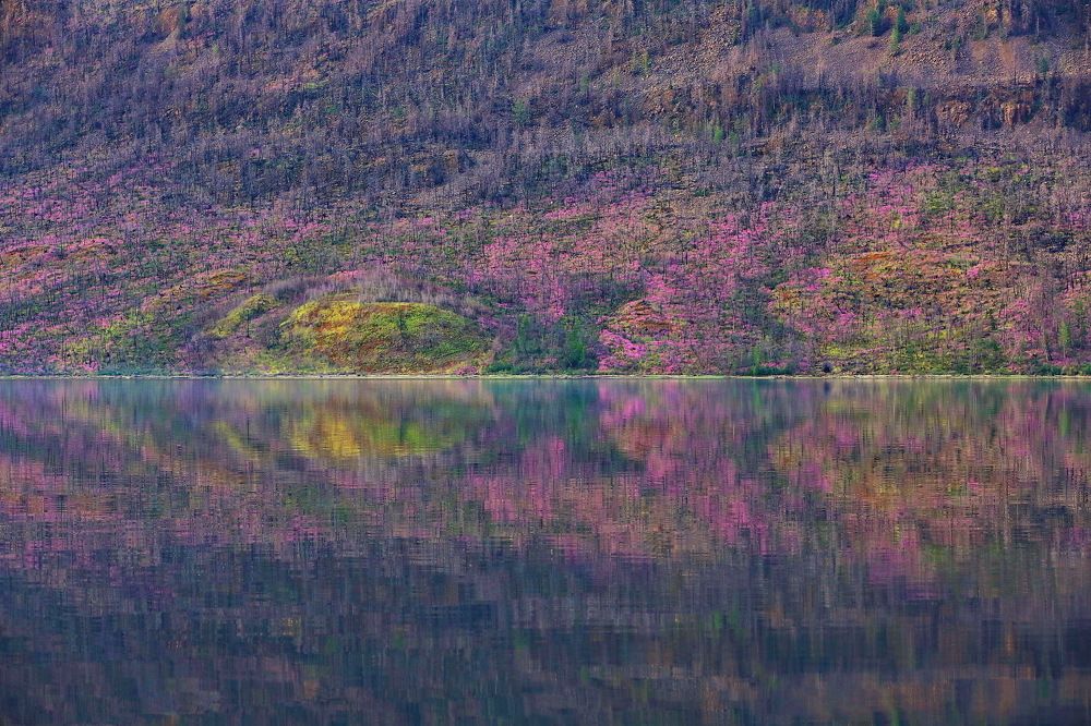 Цветение Шайтан-горы. Плато Путорана.