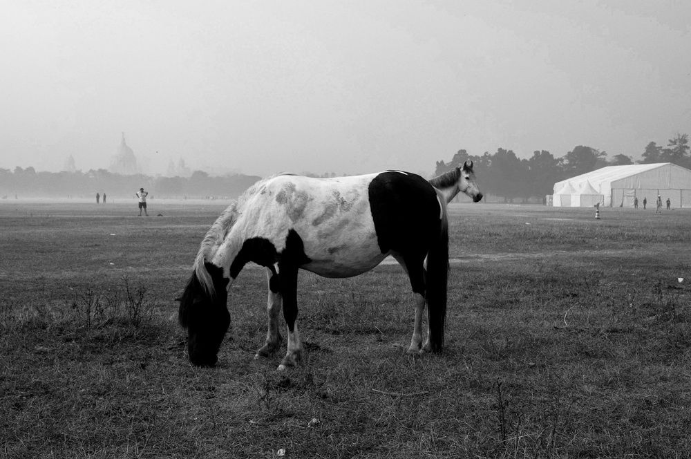 Horse from a horse
