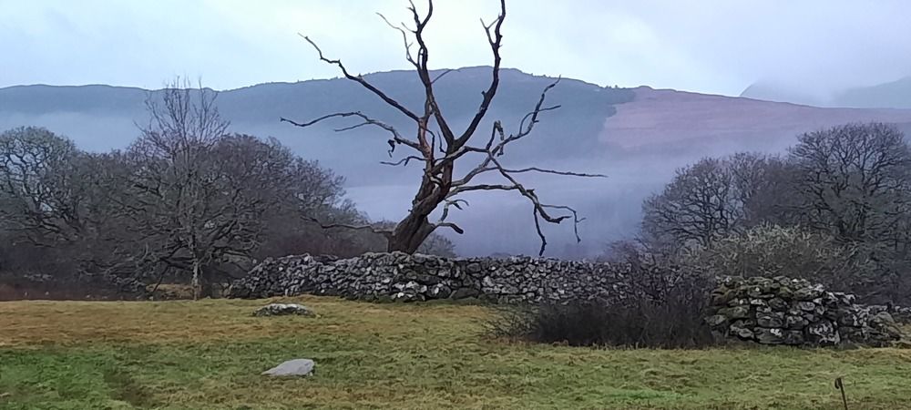 Tree in the Fog