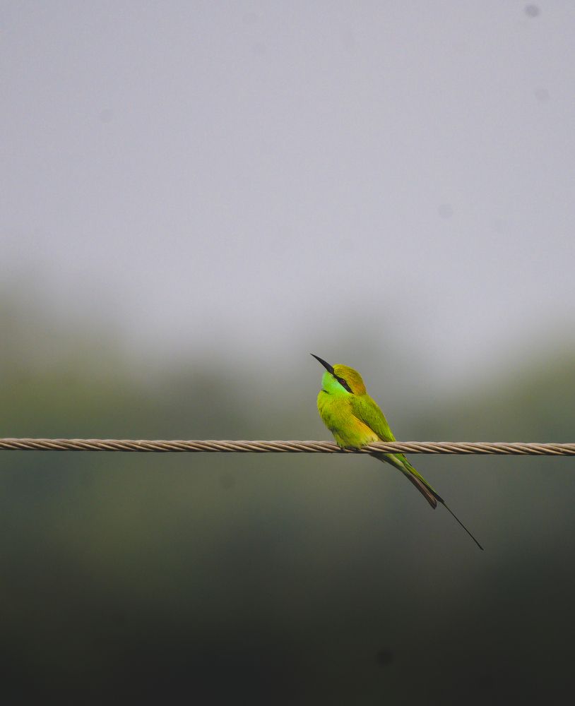 Photograph by Priyanka Das