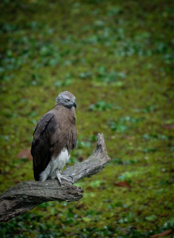Grey-headed Fish-Eagle