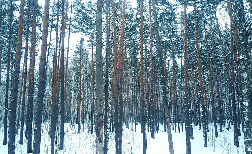 Photograph by Инна Голубева