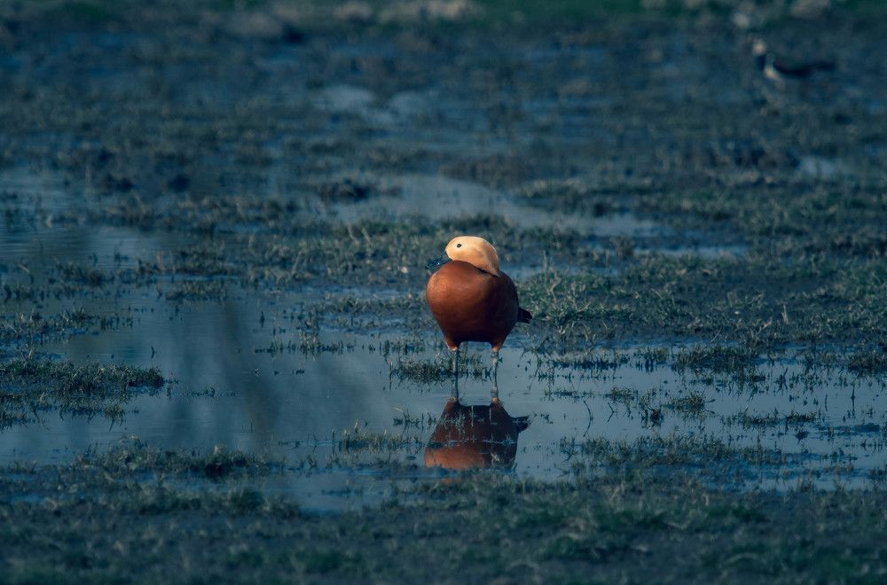 Ruddy Shelduck