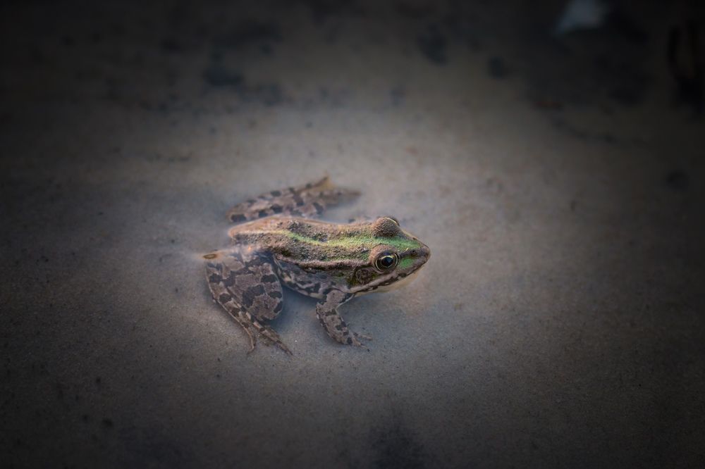 Photograph by Надежда Виденина