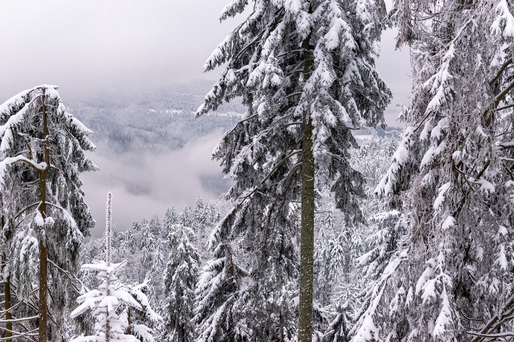 Photograph by Людмила Комарова