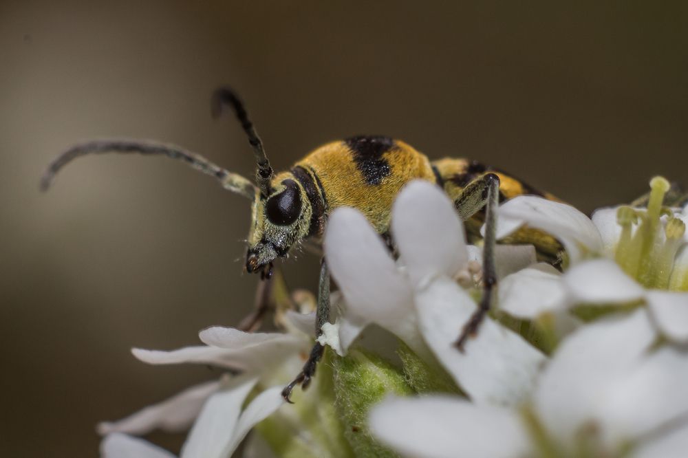 Photograph by Дина Горбачёва