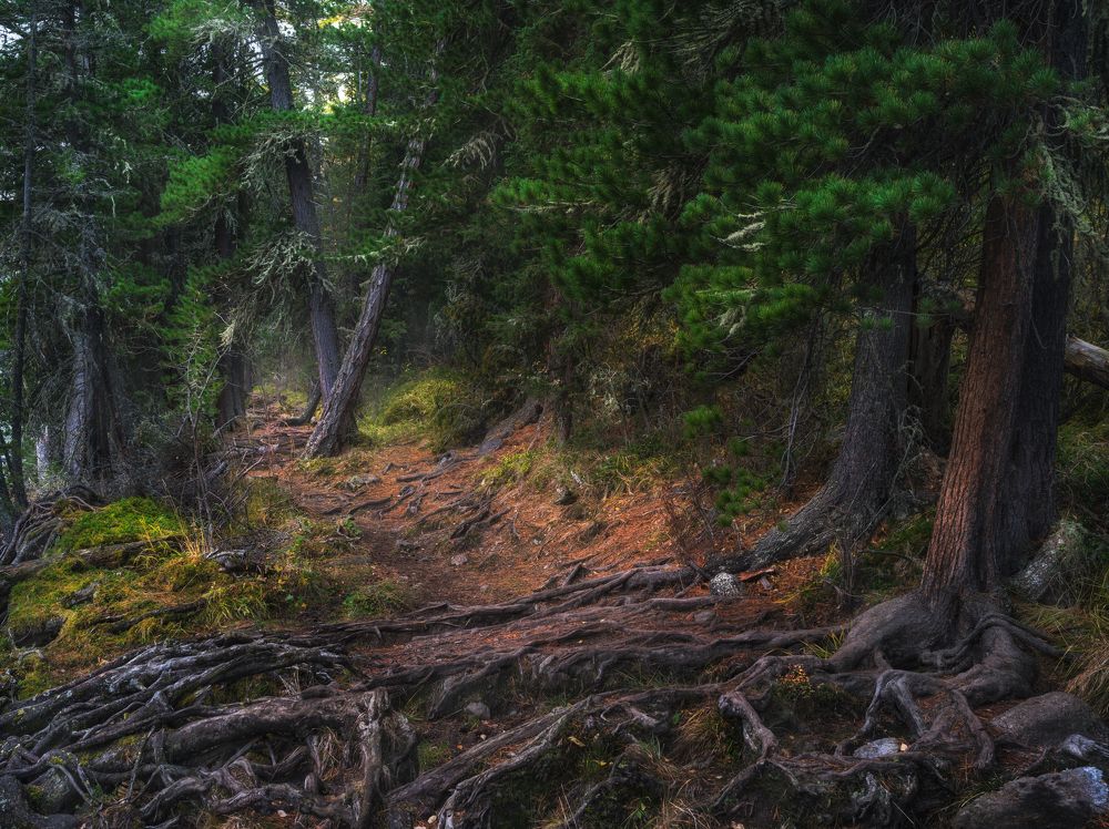 Сохранение Российских лесов. Нижняя Мульта. Горный Алтай