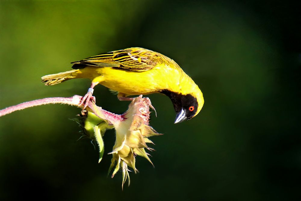 Photograph by John Wassenaar