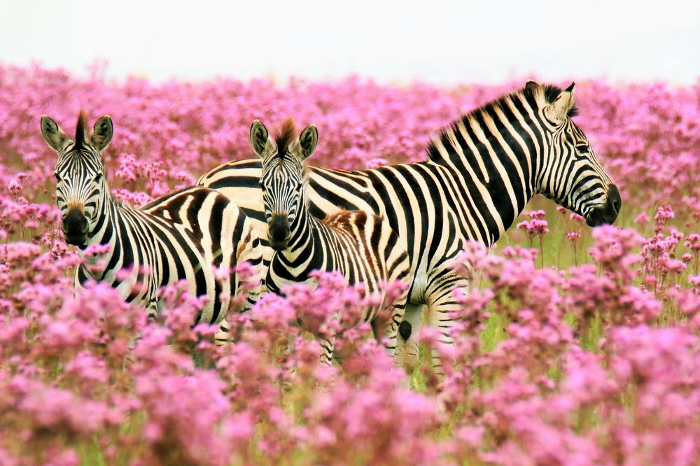 Photograph by John Wassenaar