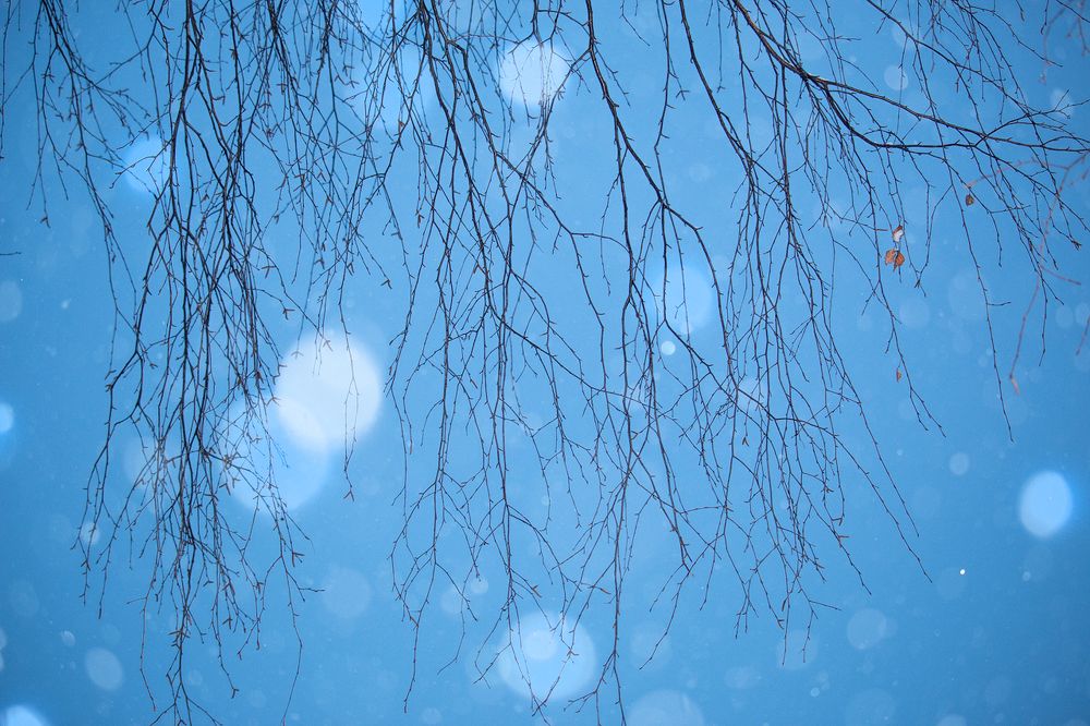 Три цвета березы