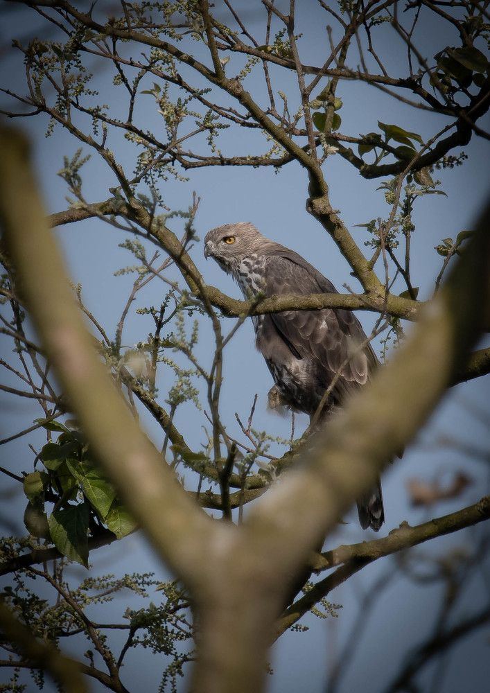 Photograph by Priyanka Das