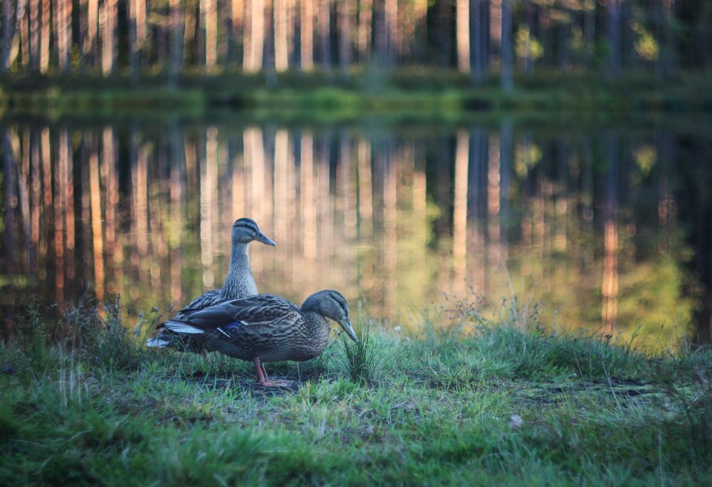 Уточки на озере. Карелия.