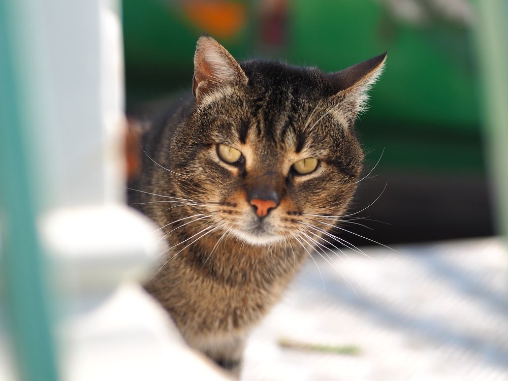 Photograph by Nikos Karatolos